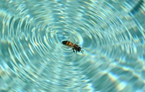 bee in pool