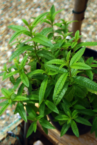 Citronella