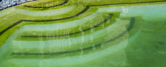 4 Types Of Pool Algae & What To Do About Them