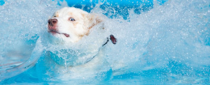 Pets & Pools: Is It Okay To Let My Dog Swim In My Arizona Pool?