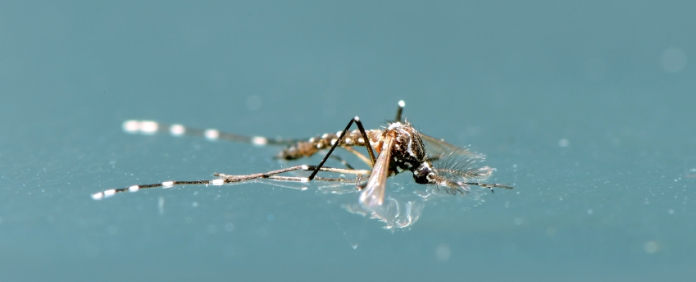 How To Keep Bugs From Your Pool